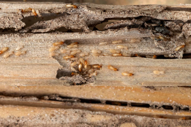 Best Flea Control Services  in Tigerville, SC